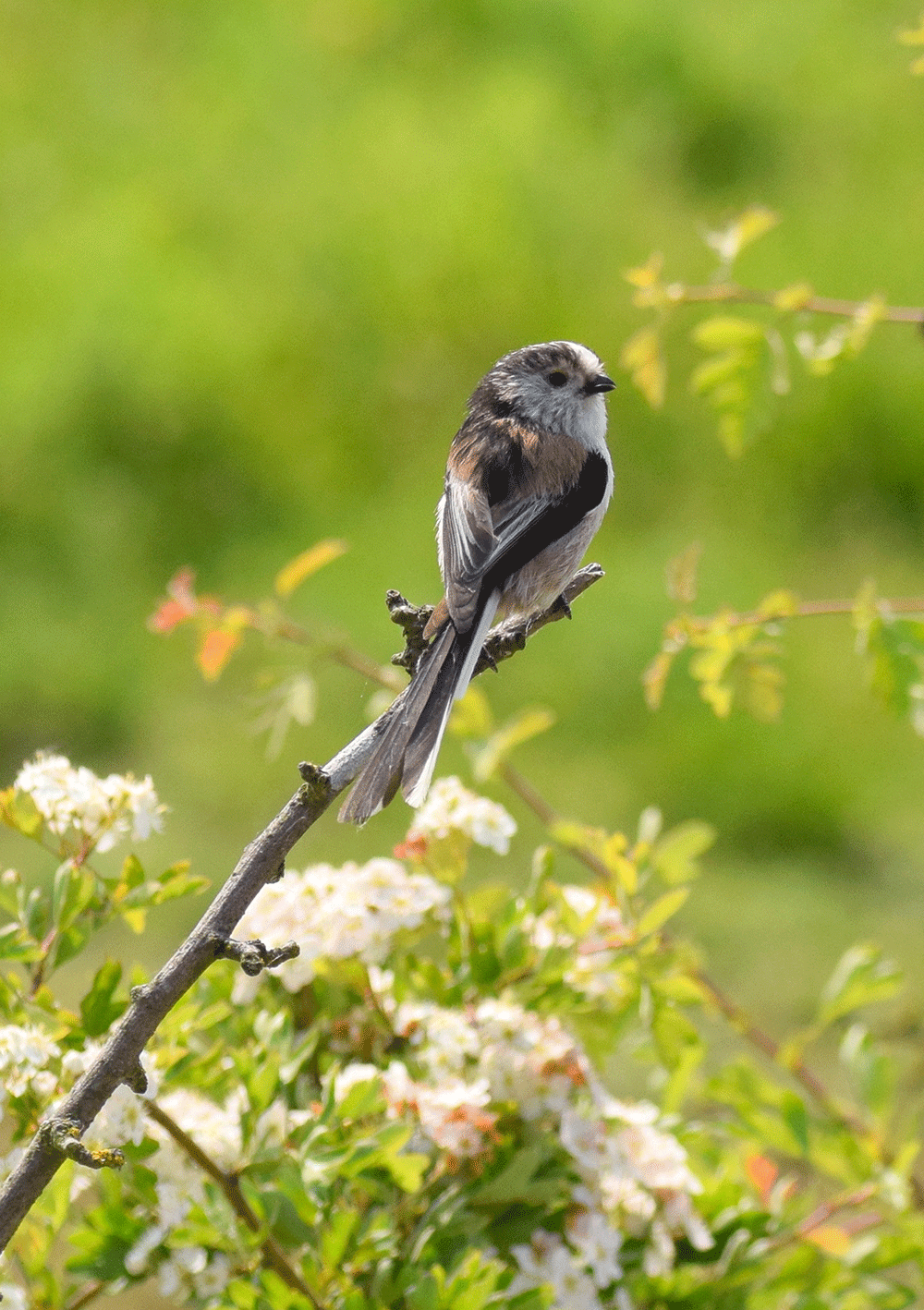Attracting Wildlife into your Garden
