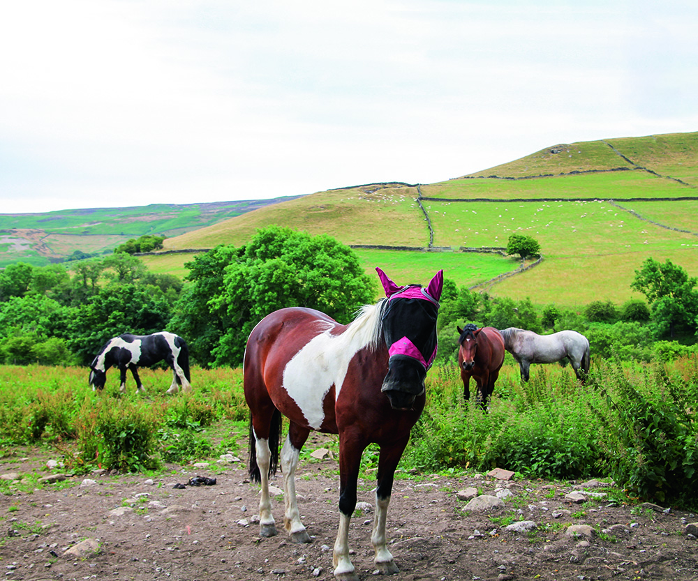 Walk Derbyshire – Bretton Clough